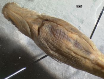 Media type: image; Ichthyology 32958